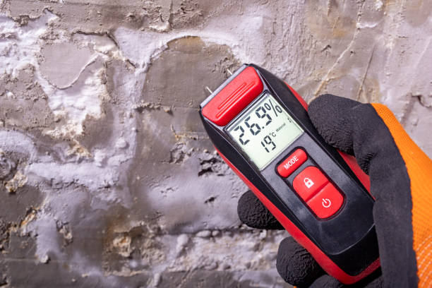 Best Black Mold Removal  in Brock Hall, MD