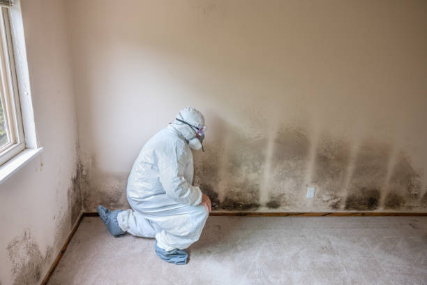 Best Emergency Mold Removal  in Brock Hall, MD