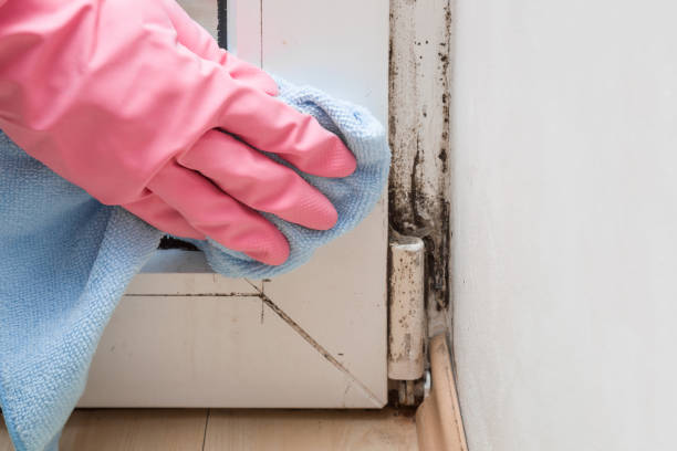 Best Residential Mold Removal  in Brock Hall, MD